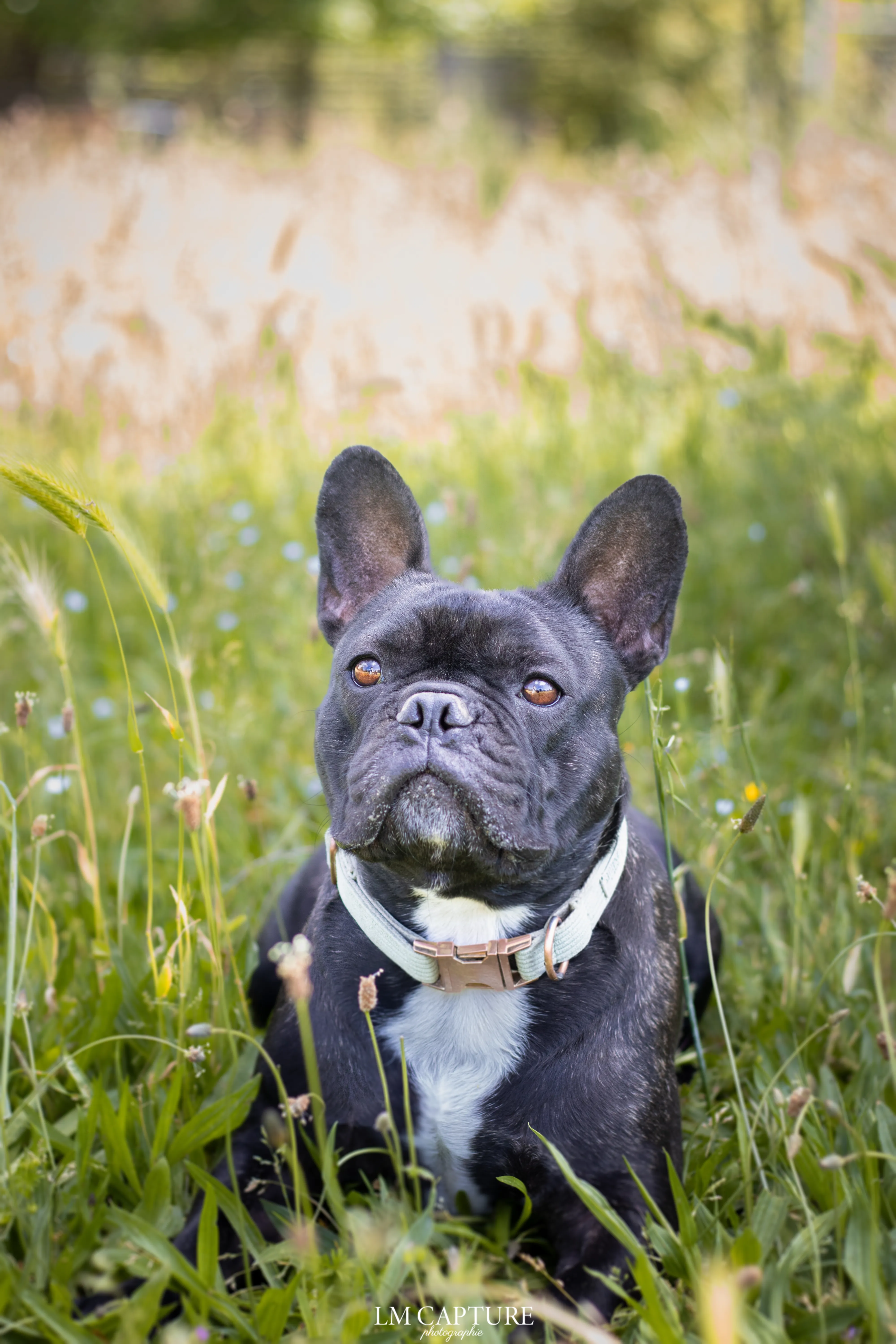 Portrait canin